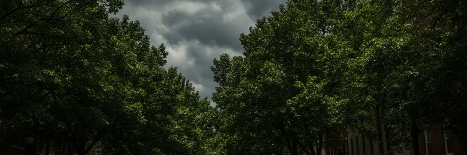 アトランタの樹冠、暑い夏、住宅地、公園、雨水管理を表す都市景観