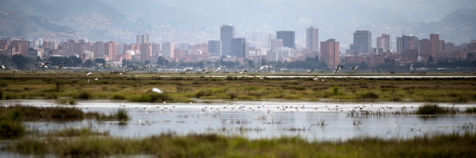ボゴタの湿地、山地水源、都市環境を表す画像