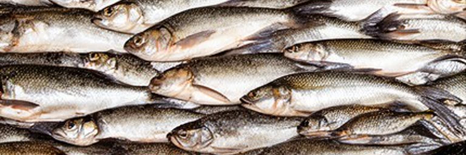 川魚、キャッサバ、アサイー、市場、屋台、家庭料理が重なるマナウスの食文化
